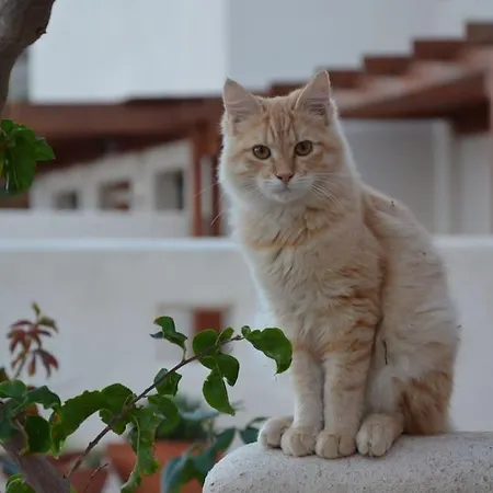 Casa vacanze Absolute Peace North By The Volcanic Slopes