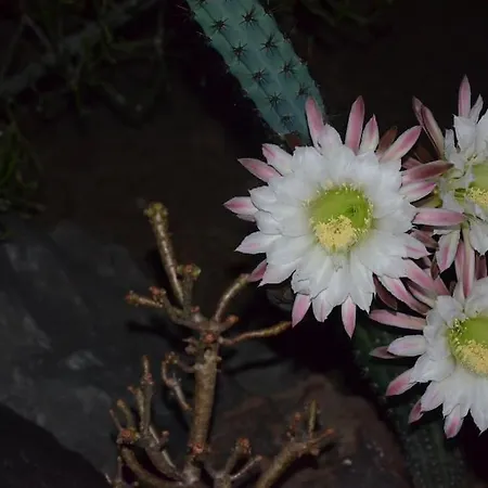 Casa vacanze Absolute Peace North By The Volcanic Slopes *