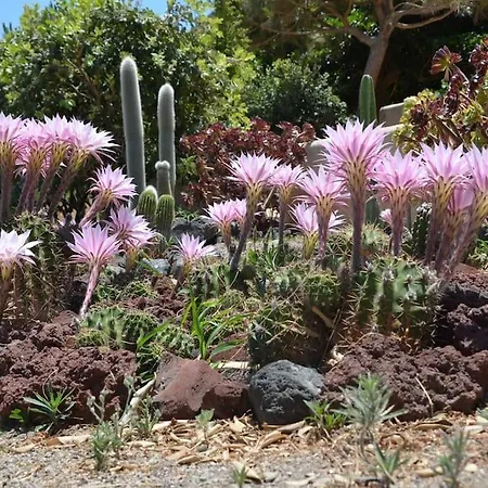 Absolute Peace North By The Volcanic Slopes