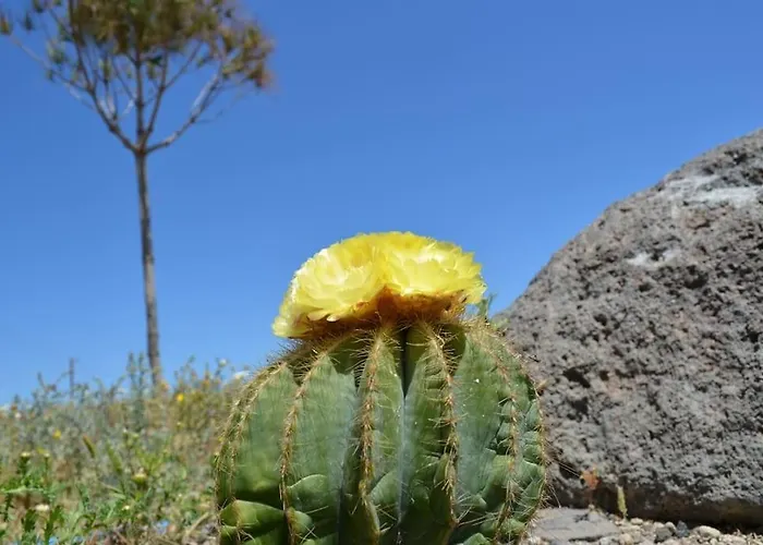 Absolute Peace North By The Volcanic Slopes