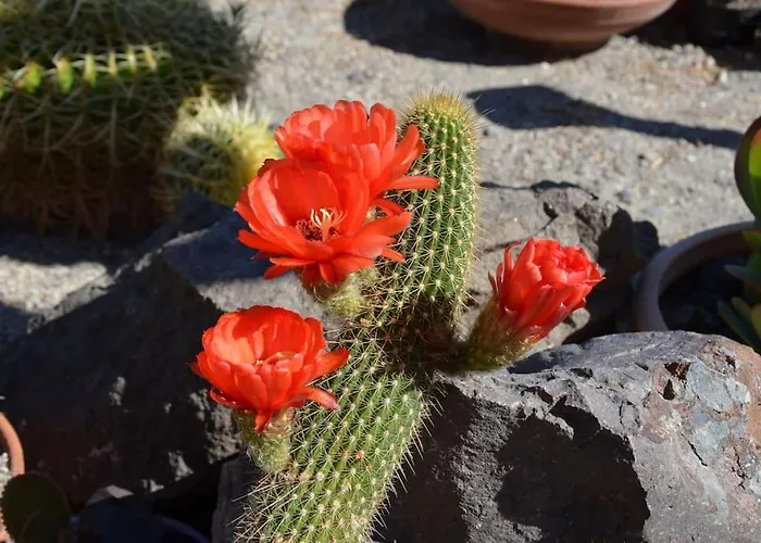 Vakantiehuis Absolute Peace North By The Volcanic Slopes