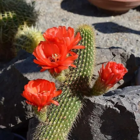 펜션 Absolute Peace North By The Volcanic Slopes