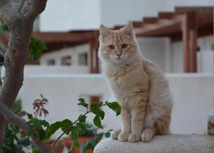 Semesterbostad Absolute Peace North By The Volcanic Slopes