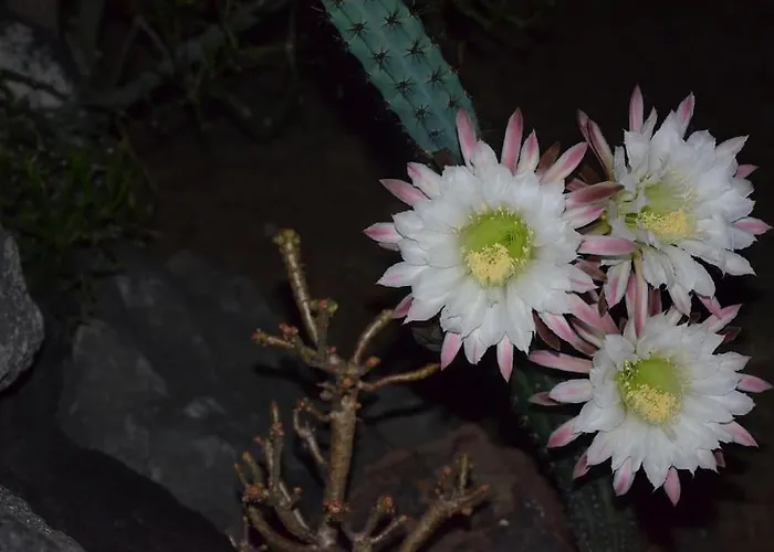 Semesterbostad Absolute Peace North By The Volcanic Slopes *